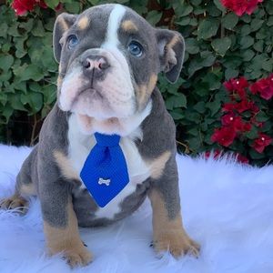 Meet your Posher, Norma